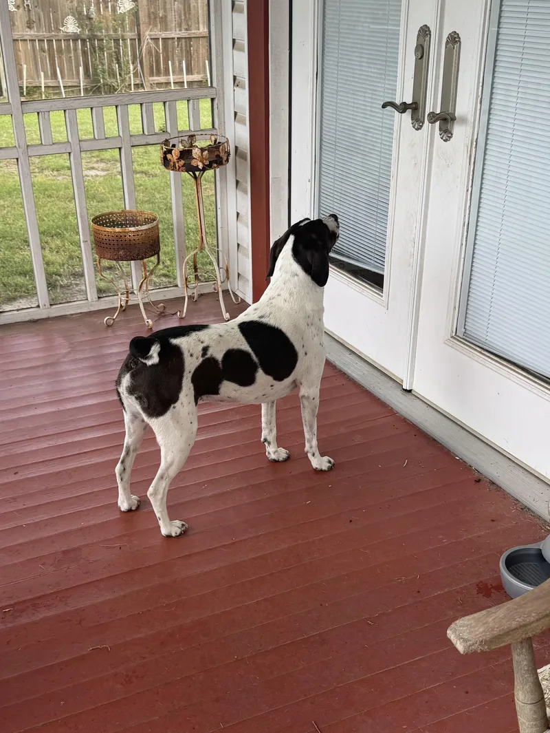 Daisy thumbnail 2