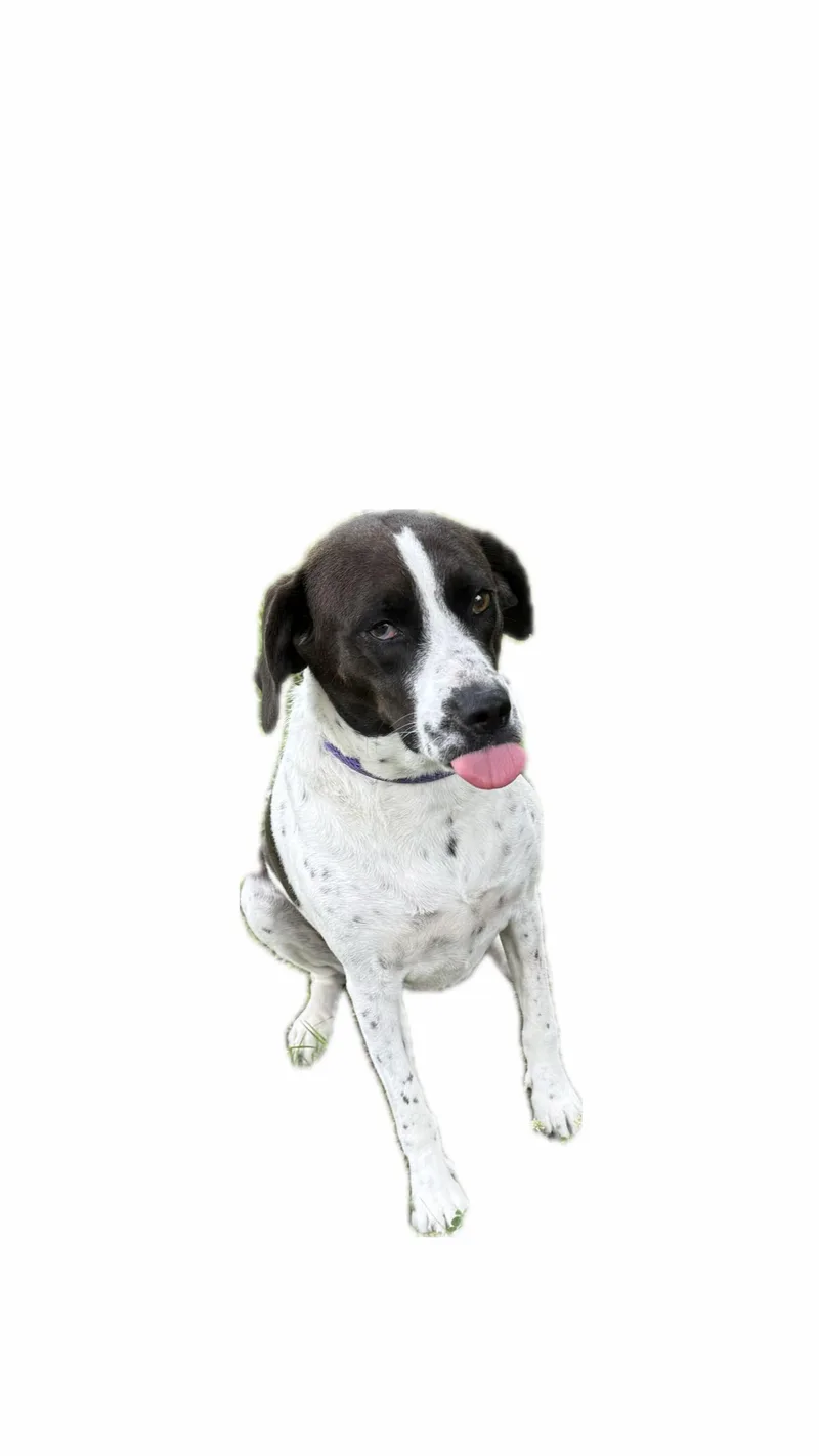 Daisy thumbnail 3