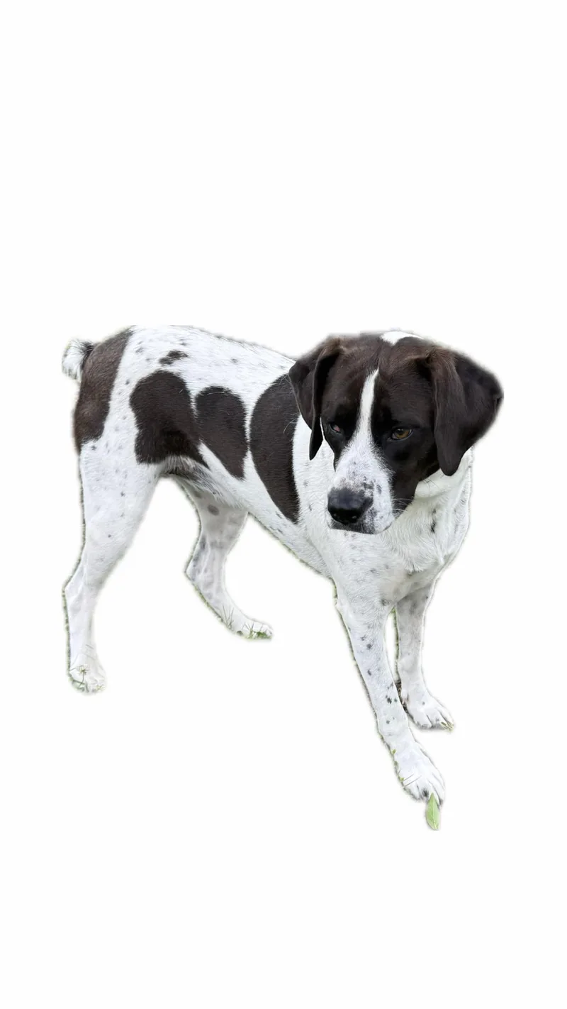 Daisy thumbnail 5