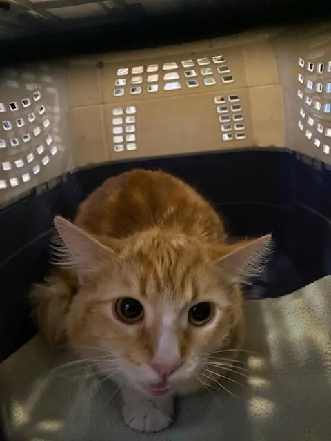 A young large-sized female Domestic Short Hair cat named Raina for adoption in Rancho Cucamonga, CA