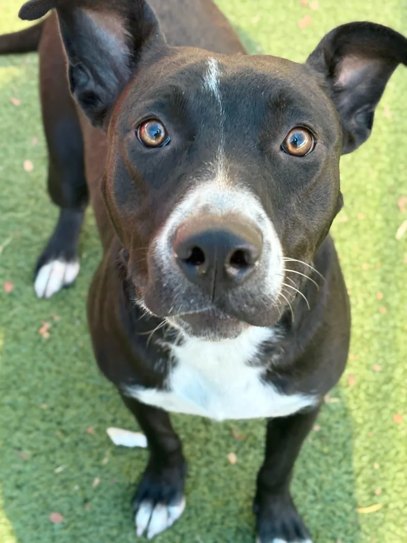 A young large-sized female Black Labrador Retriever dog named Deja for adoption in Portland, ME