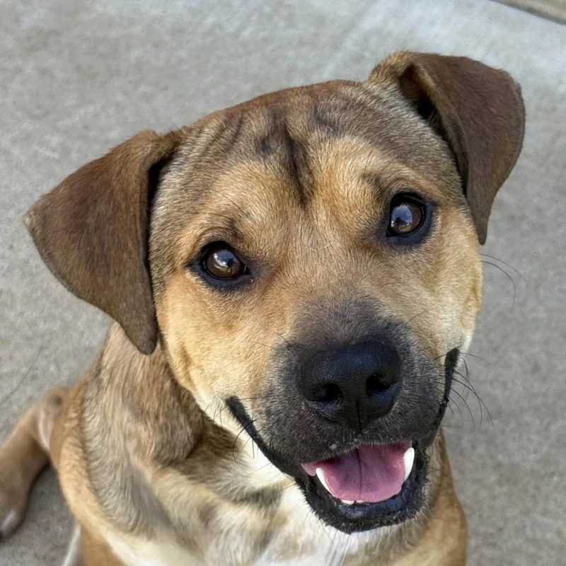 An adult medium-sized male Mixed Breed dog named Oogie Boogie for adoption in Brenham, TX