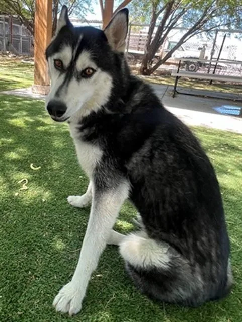 An adult medium-sized female Siberian Husky dog named Luna for adoption in Castaic, CA
