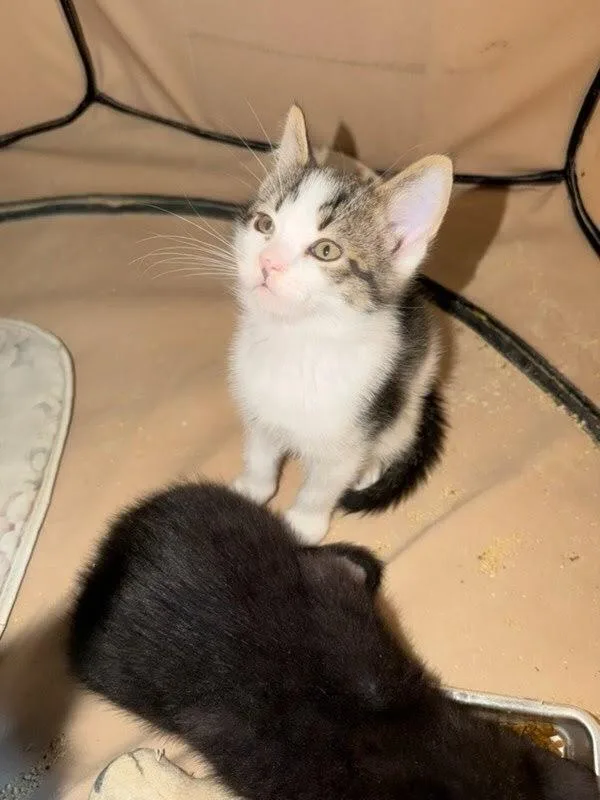 A baby small-sized male Domestic Short Hair cat named Kale Wi for adoption in Peoria, IL