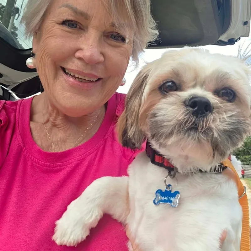 A young small-sized male White / Cream Shih Tzu dog named Johnny for adoption in Houston, TX
