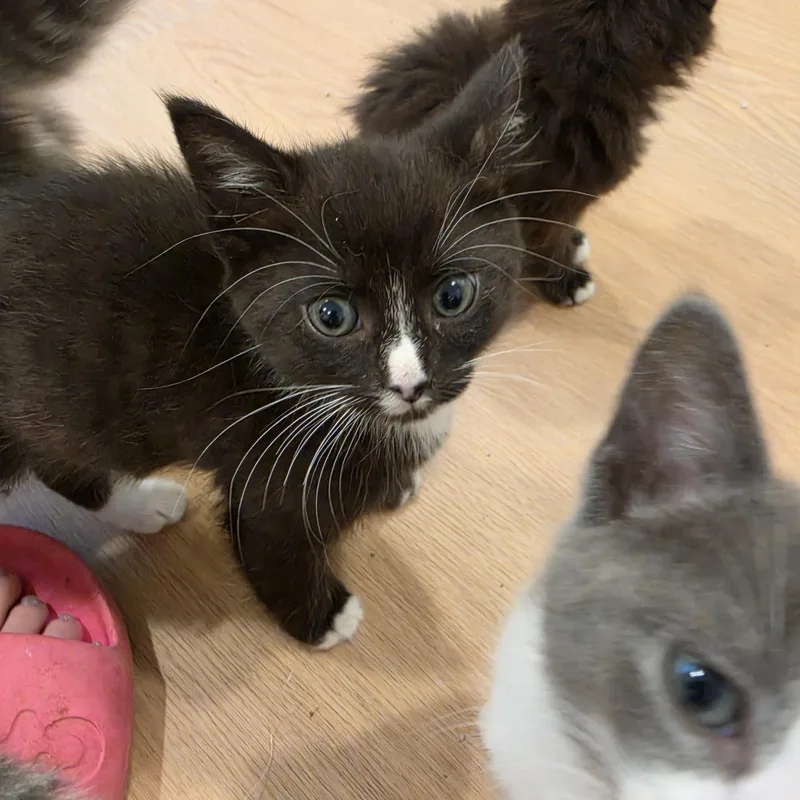 A baby small-sized male Black & White / Tuxedo Domestic Short Hair cat named Manny for adoption in Lawrenceville, GA
