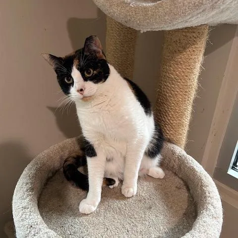 An adult large-sized female Domestic Short Hair cat named Daphne for adoption in Cumming, GA