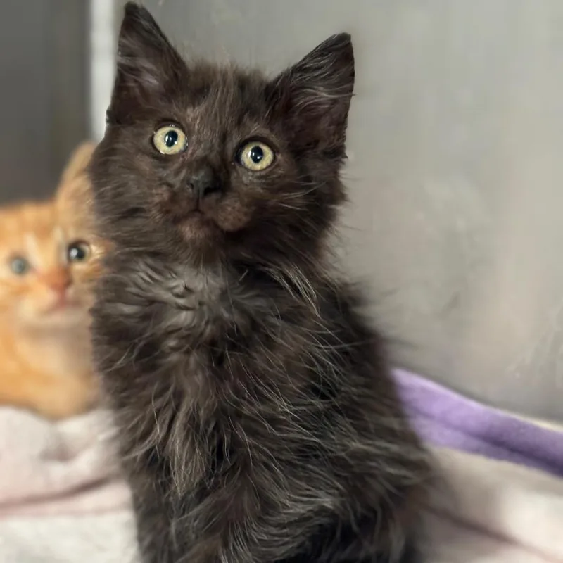 A baby small-sized male Black Domestic Medium Hair cat named Costco Chicken Bake for adoption in Austin, TX