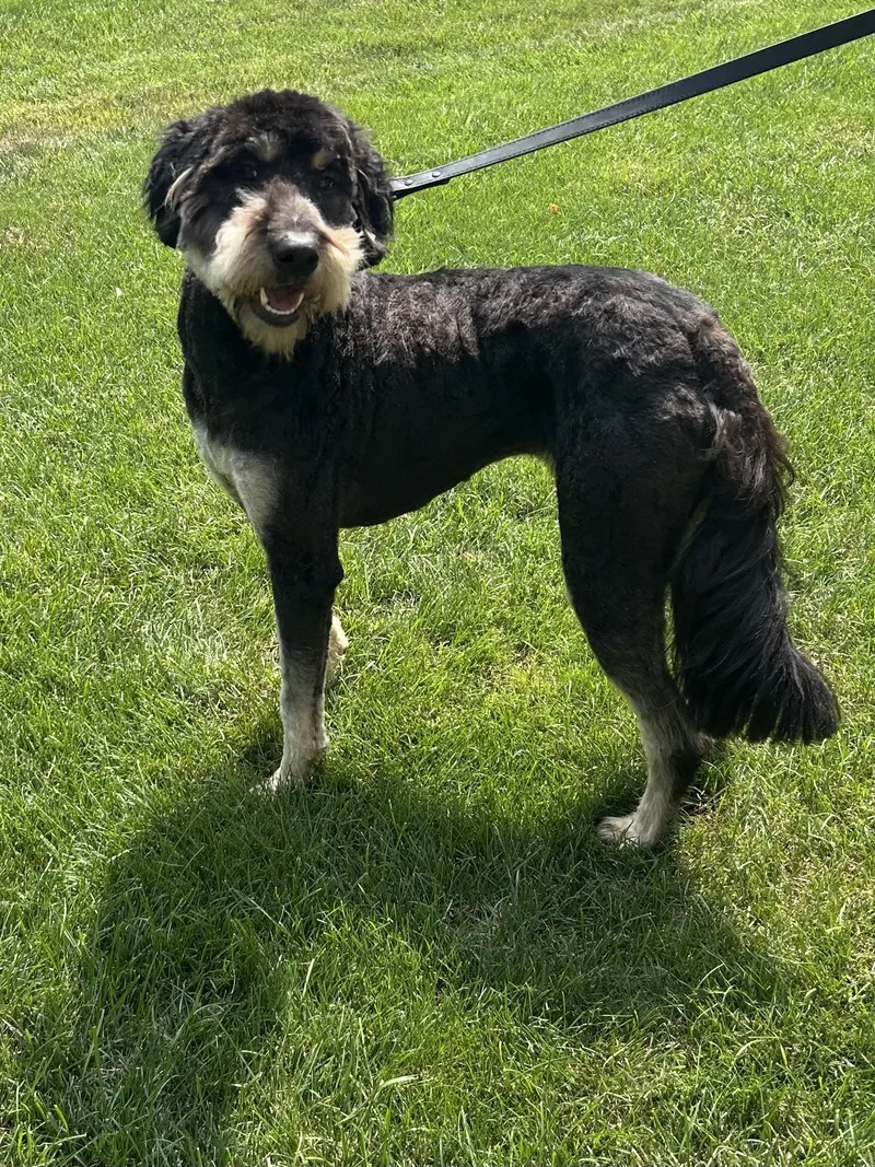 An adult medium-sized male Aussiedoodle dog named Scout for adoption in Elyria, OH