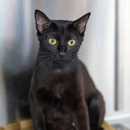 An adult small-sized female Black Domestic Short Hair cat named Maya for adoption in Atlanta, GA
