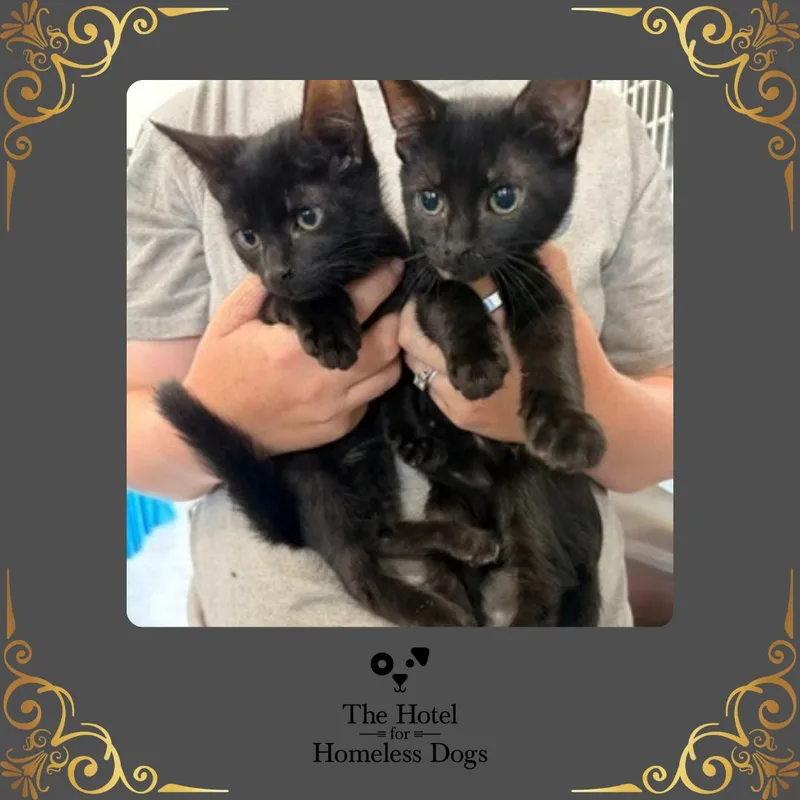 A baby small-sized male Black Domestic Short Hair cat named Sonny for adoption in Cumberland, RI