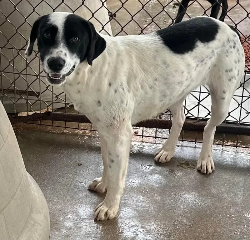 An adult medium-sized female White / Cream Mixed Breed dog named Bella for adoption in Bruce, MS