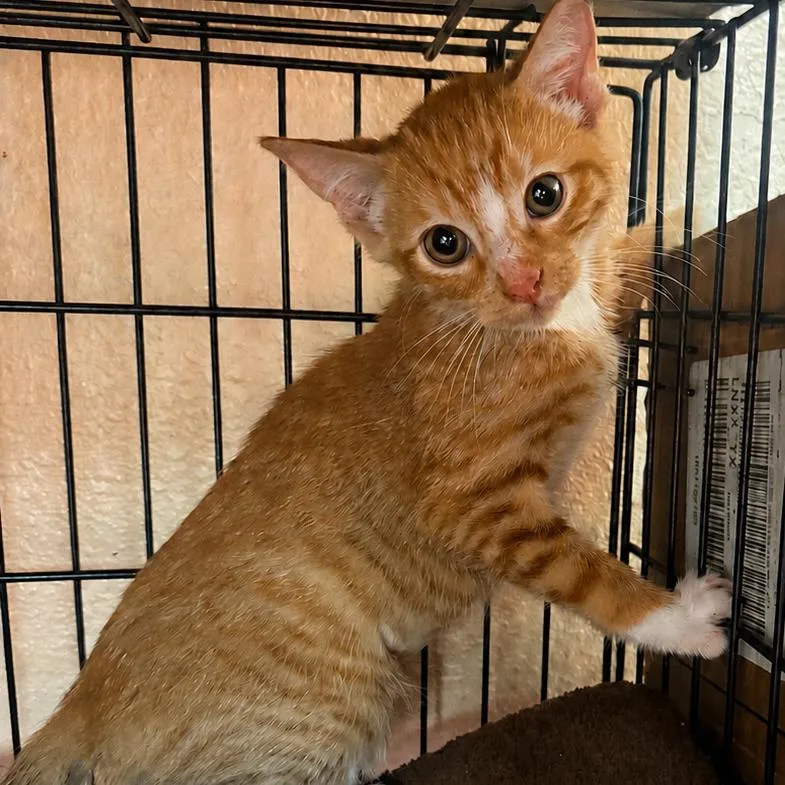 A baby small-sized female Orange / Red Domestic Short Hair cat named Curly Sue for adoption in Norfolk, NE