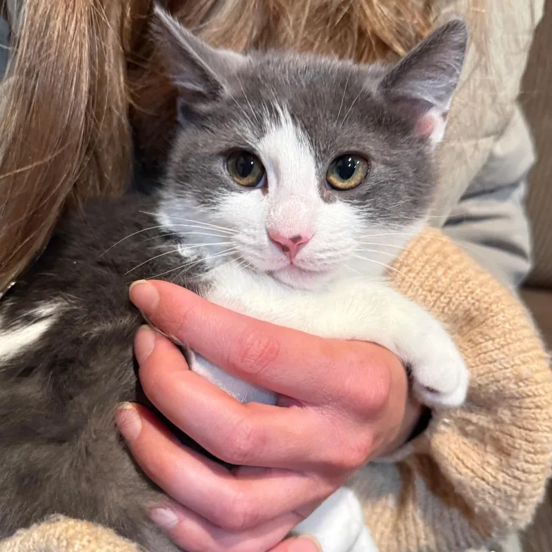 A baby small-sized male Domestic Short Hair cat named Sullivan for adoption in Meriden, CT