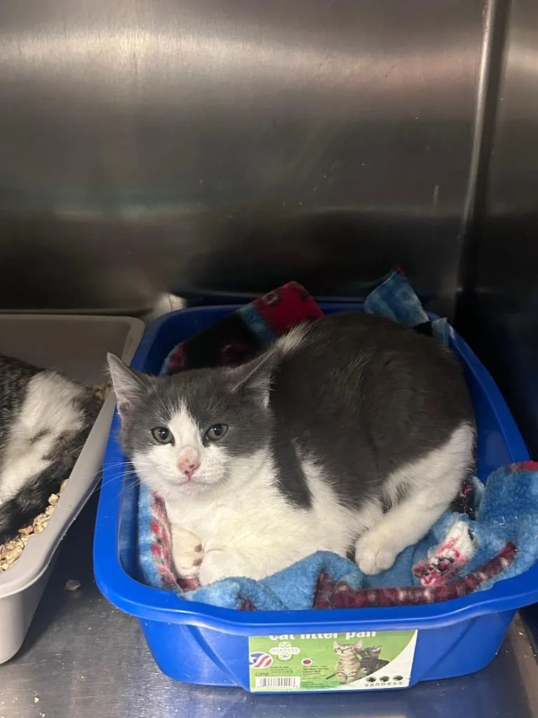 Sullivan thumbnail 2