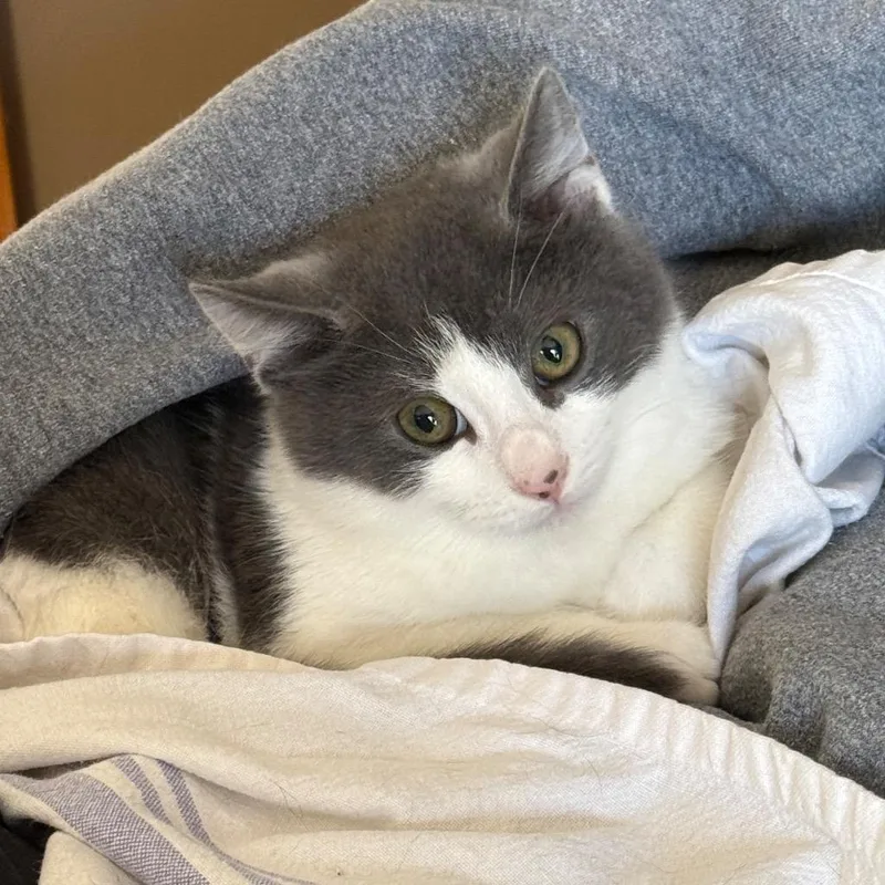 Sullivan thumbnail 3