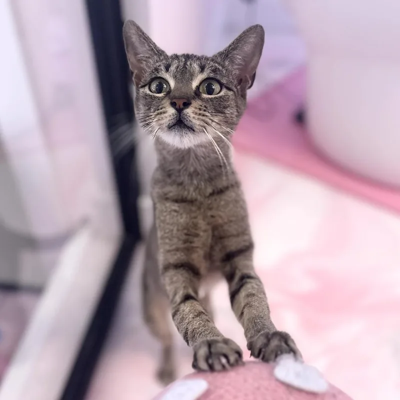A young small-sized female Brown / Chocolate Domestic Short Hair cat named Hannah for adoption in Forest Park, IL