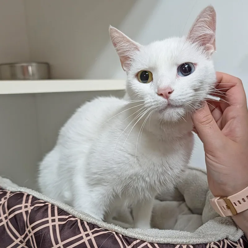 An adult medium-sized female White Domestic Short Hair cat named Ella for adoption in Accident, MD