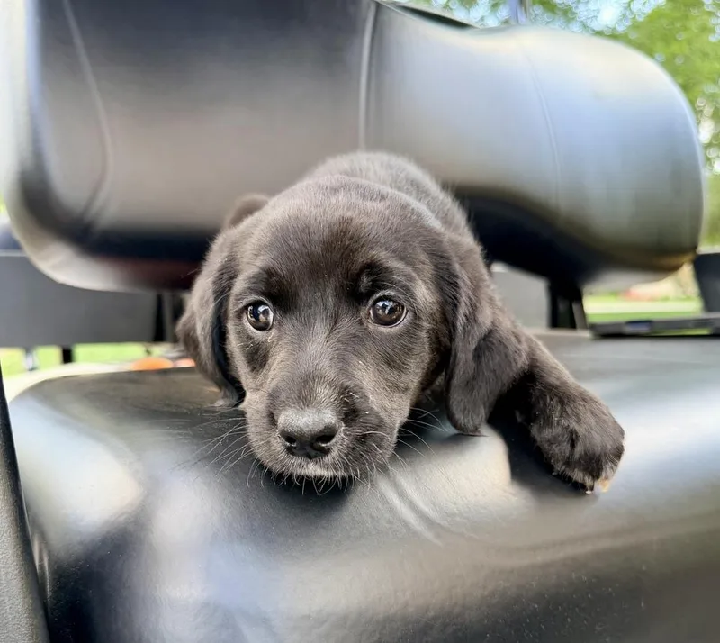 A baby large-sized female Black Goldendoodle dog named Coulson Patty for adoption in Broomfield, CO