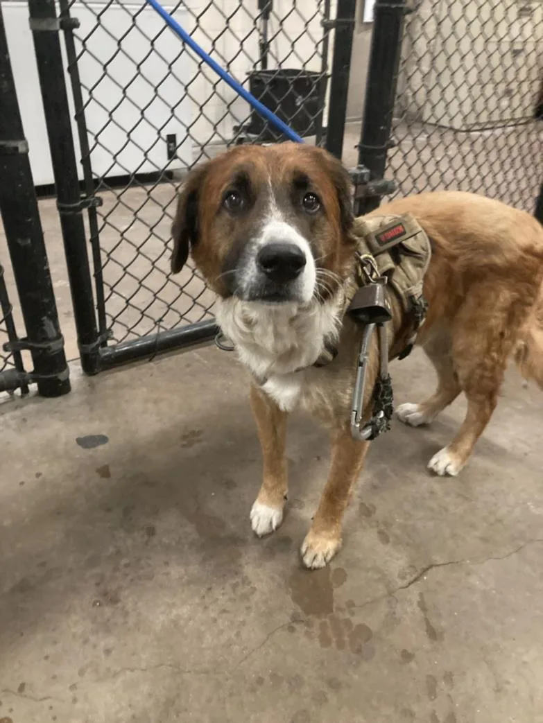 An adult medium-sized male Mixed Breed dog named Quijote for adoption in Dallas, TX
