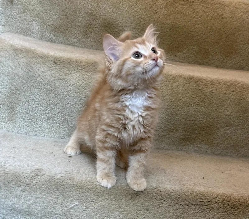 A baby medium-sized female Orange & White Domestic Medium Hair cat named Smurfette for adoption in Kannapolis, NC