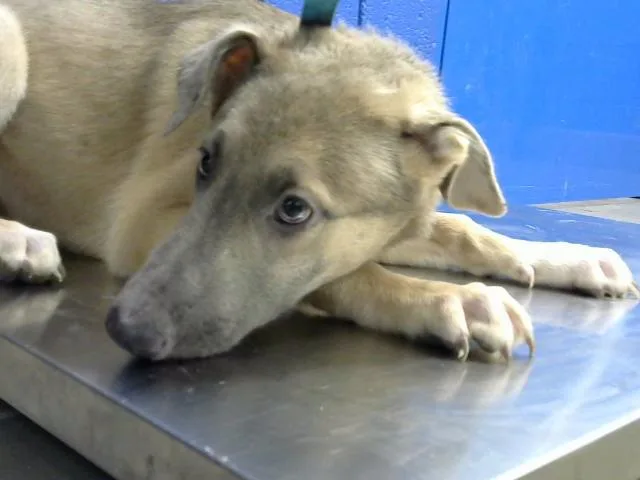 A baby medium-sized female German Shepherd Dog dog named Sansa for adoption in Albuquerque, NM