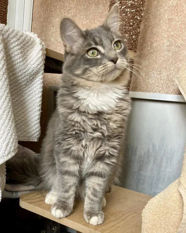 A young small-sized male Domestic Medium Hair cat named Alessandro for adoption in Novato, CA