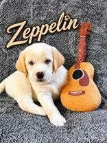 Zeppelin