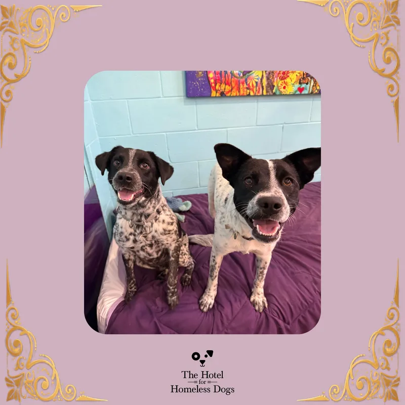 Bonded Pair Starburst &