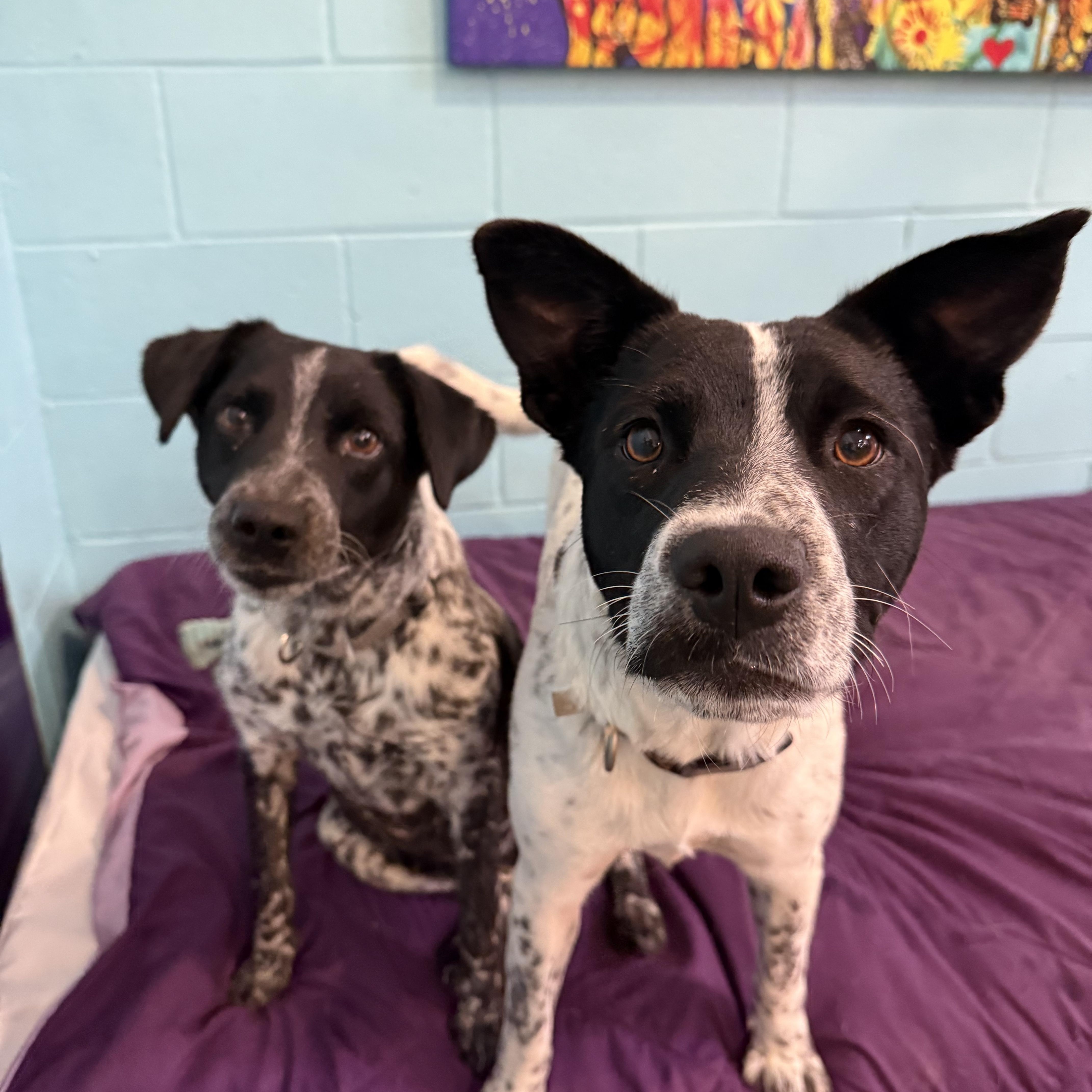 Bonded Pair Starburst & thumbnail 3