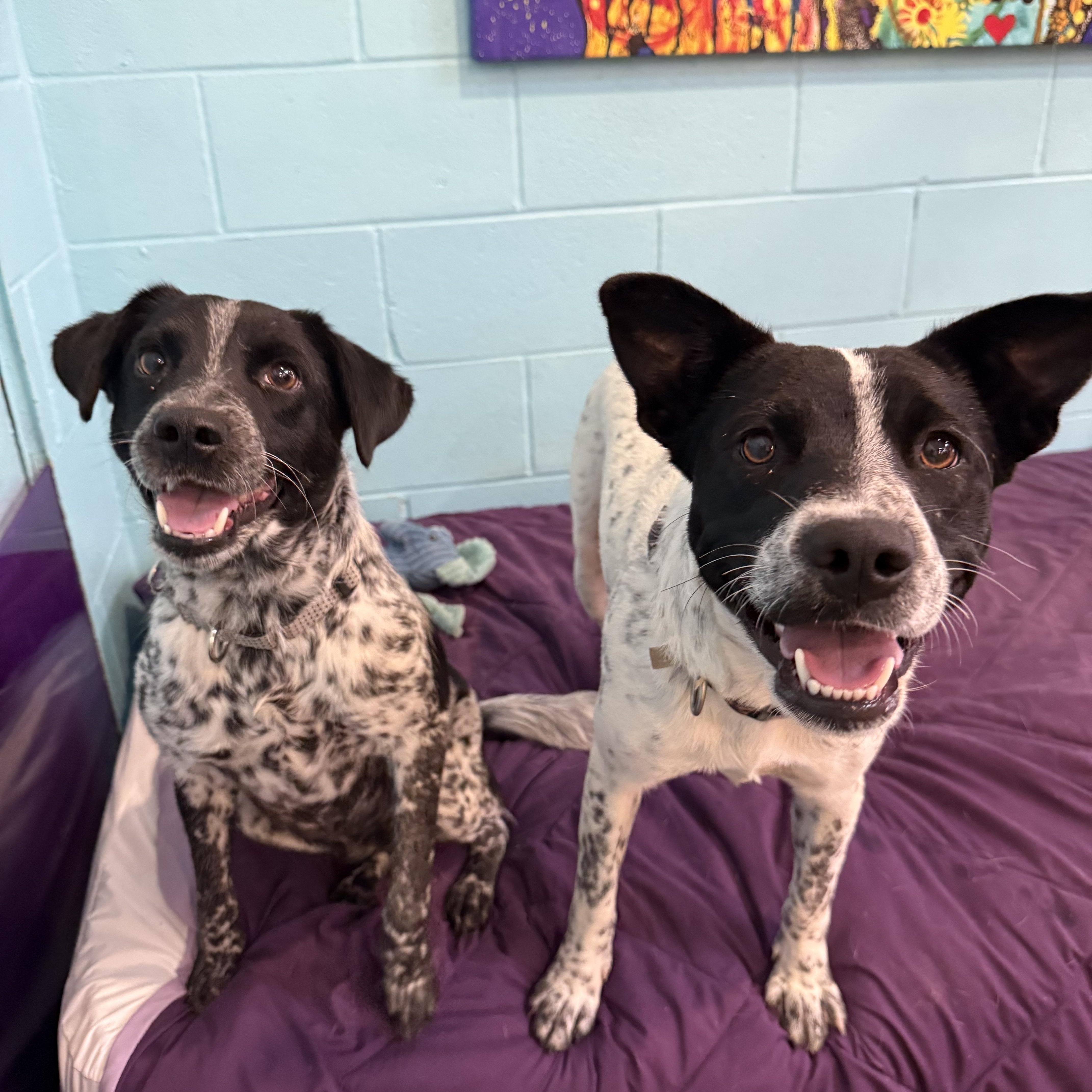 Bonded Pair Starburst & thumbnail 4