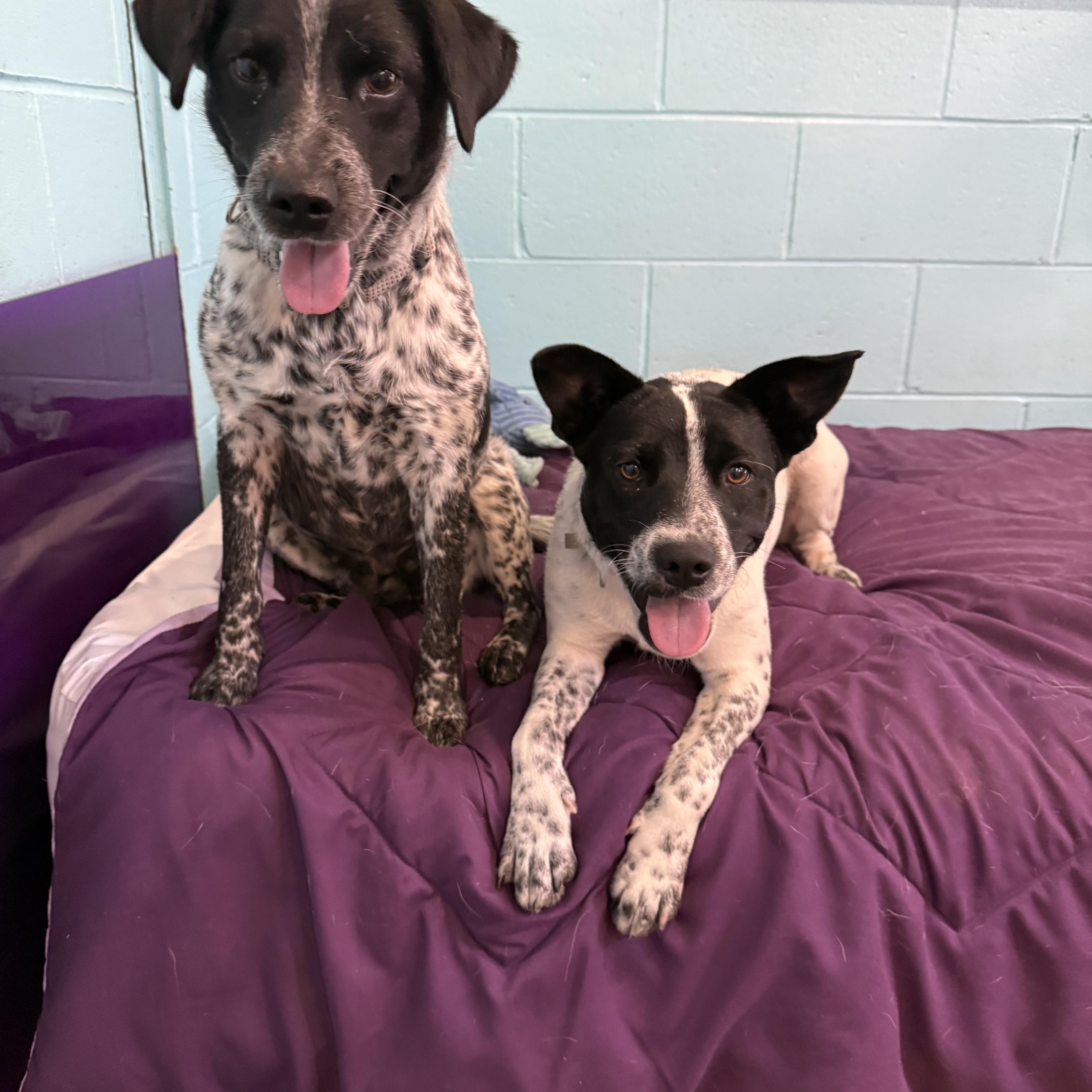 Bonded Pair Starburst & thumbnail 5