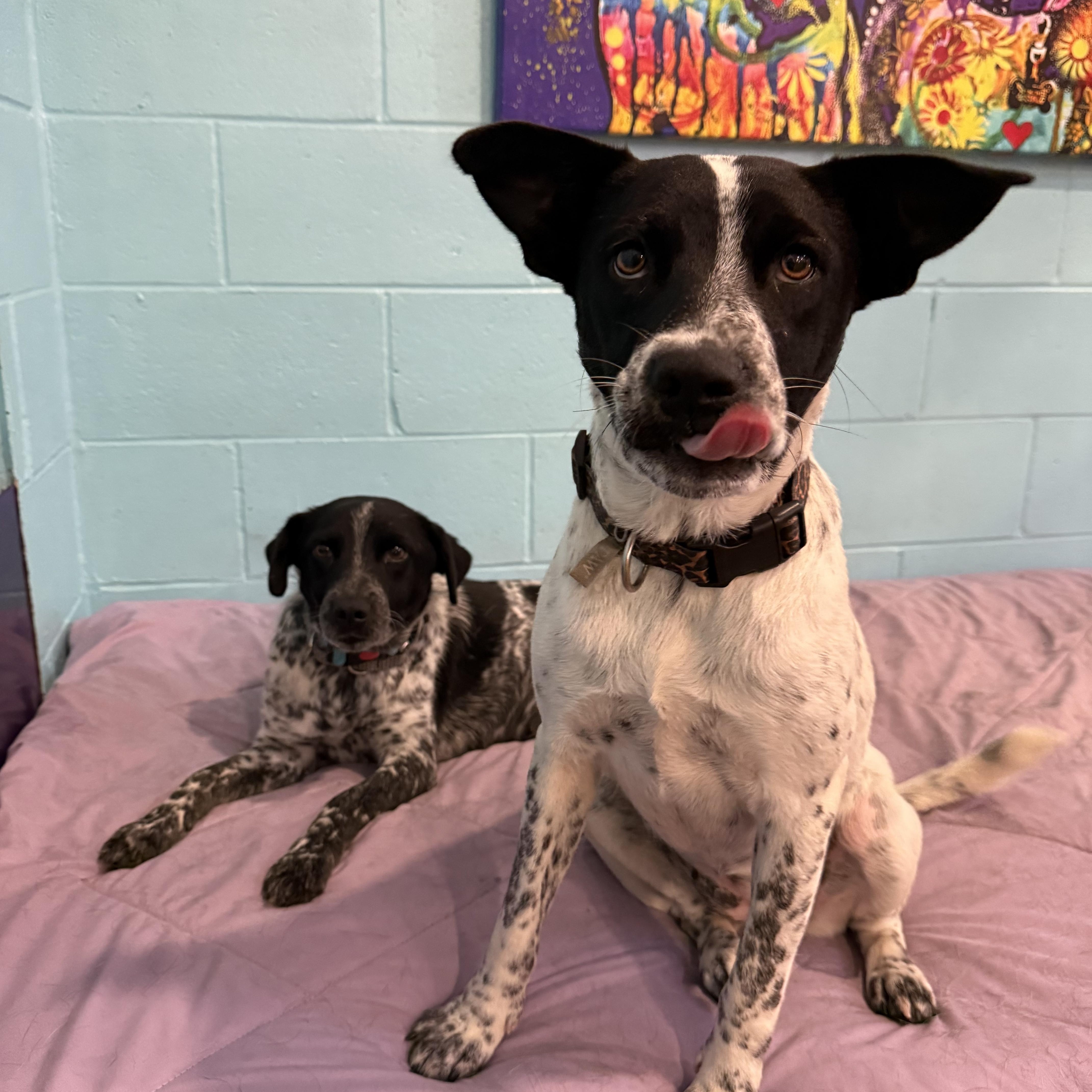 Bonded Pair Starburst & thumbnail 6