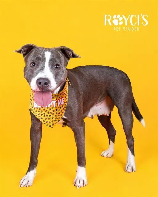 An adult large-sized female Pit Bull Terrier dog named A for adoption in West Valley City, UT