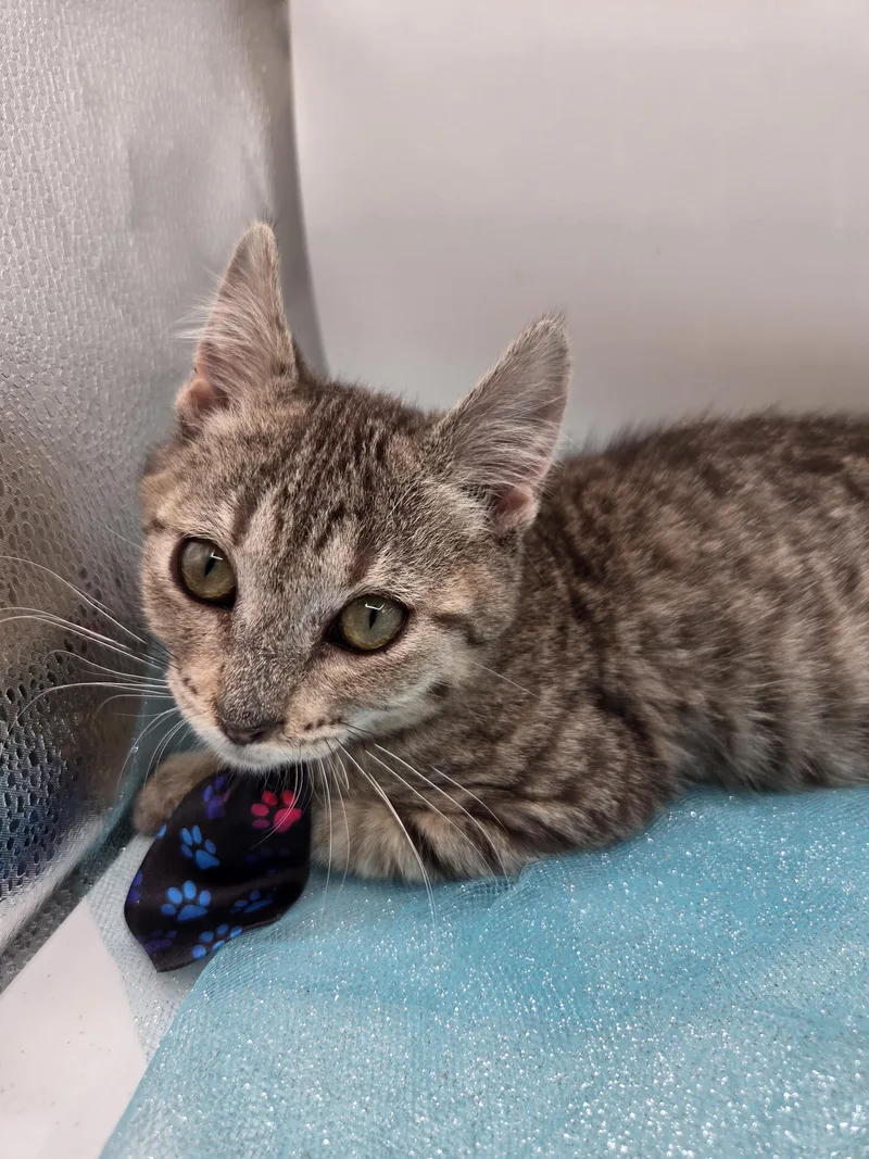 A baby medium-sized male Tabby (Brown / Chocolate) Domestic Short Hair cat named Peanut for adoption in Mobile, AL