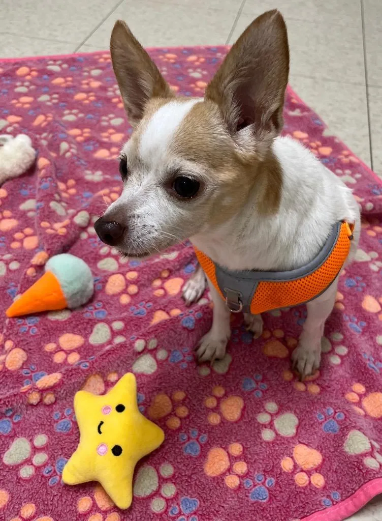 A senior small-sized female Chihuahua dog named Layla for adoption in Fall River, MA