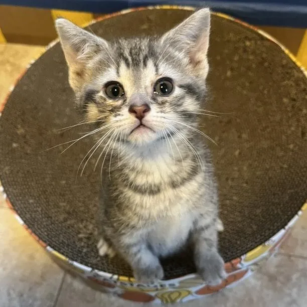 A baby small-sized female Gray / Blue / Silver Domestic Short Hair cat named Misty for adoption in Traverse City, MI