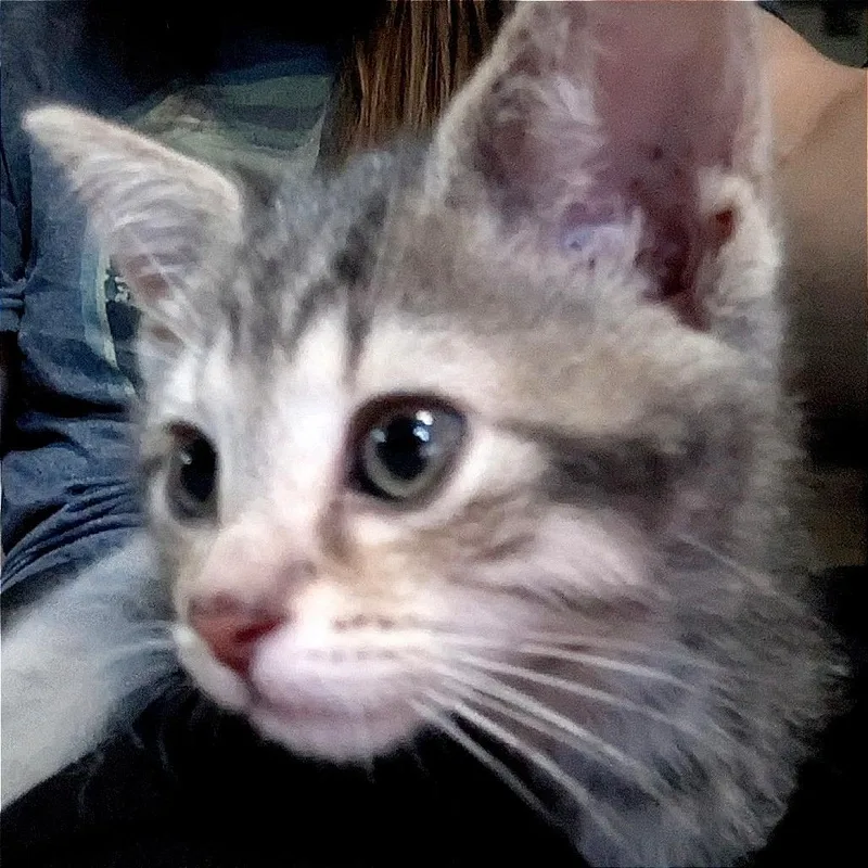 Misty thumbnail 6
