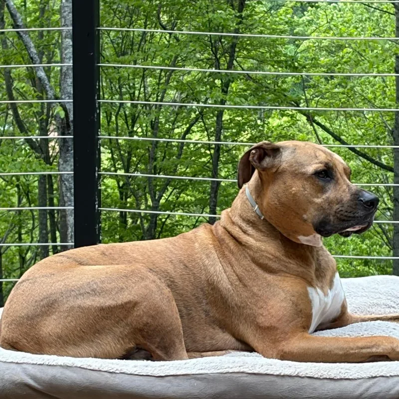 Finley