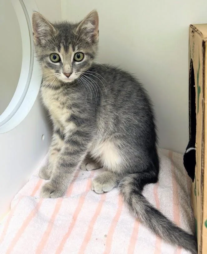 A baby medium-sized male Domestic Short Hair cat named Siracha for adoption in Zimmerman, MN