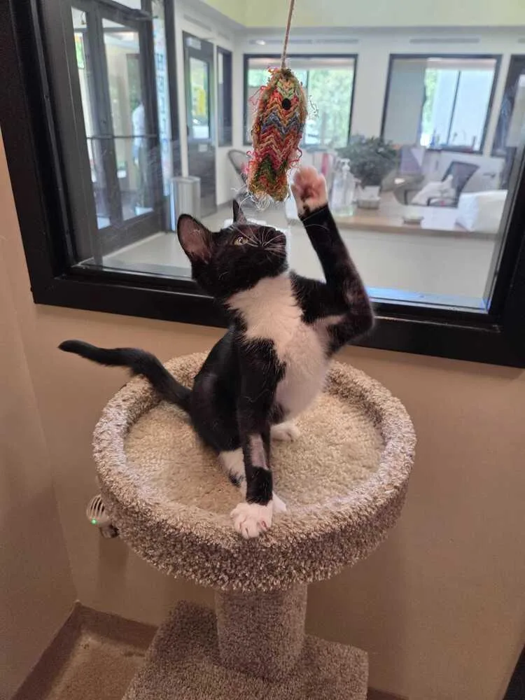 A baby medium-sized female Domestic Short Hair cat named Naomi for adoption in Elmsford, NY