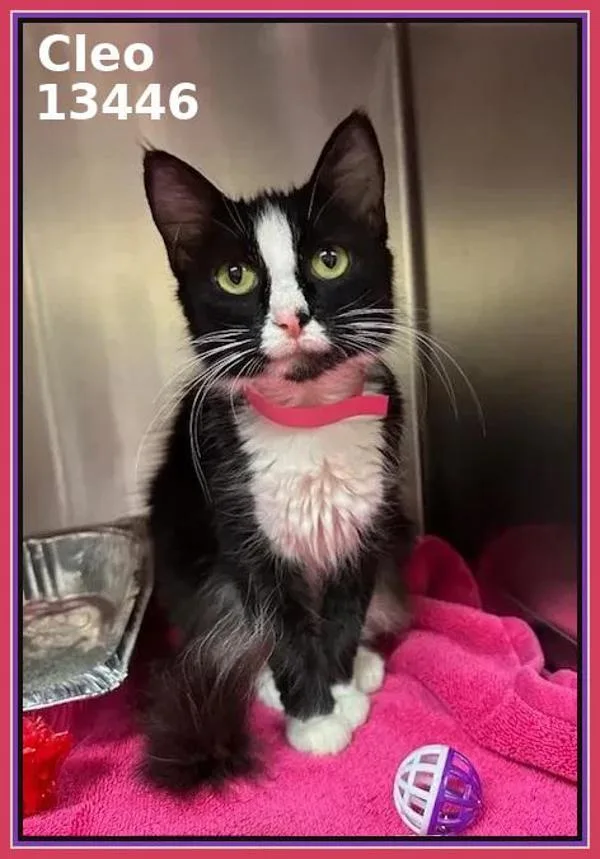 An adult medium-sized female Domestic Long Hair cat named Cleo for adoption in Marietta, GA