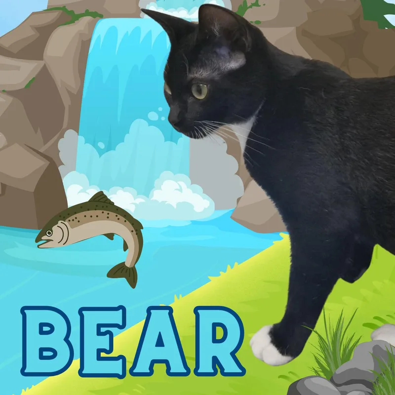 A young small-sized male Black & White / Tuxedo Domestic Short Hair cat named Bear for adoption in Aransas Pass, TX