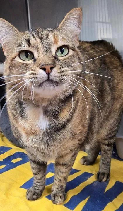 Siri Coco thumbnail 2