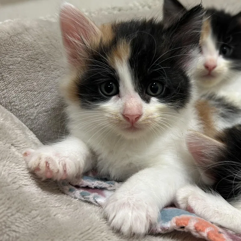 A baby medium-sized female Calico Domestic Short Hair cat named Lemon Drop for adoption in Mason City, IA