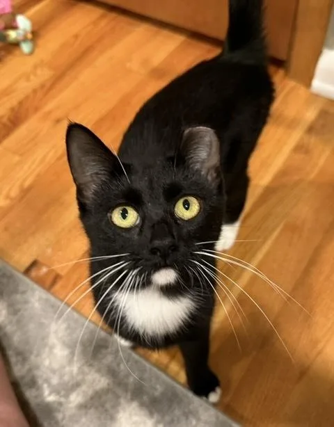 An adult medium-sized female Domestic Short Hair cat named Lulu for adoption in Omaha, NE