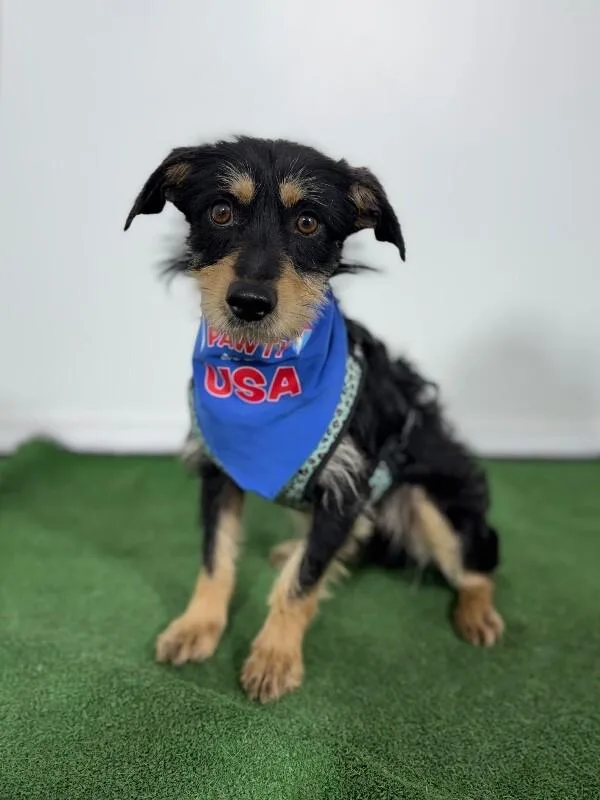 A young small-sized male Black Border Terrier dog named Teddy Bear for adoption in Carlsbad, CA