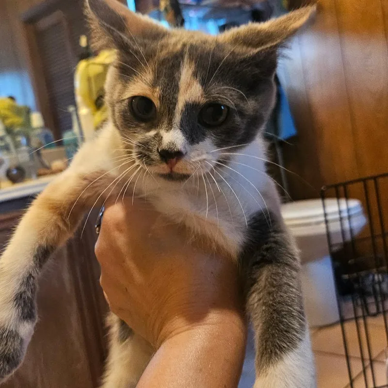 A baby small-sized female Gray / Blue / Silver Domestic Short Hair cat named Claudia for adoption in Santa Fe, TX