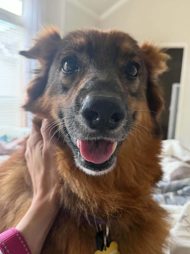 A senior medium-sized female German Shepherd Dog dog named Violet for adoption in Houston, TX