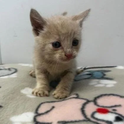 A baby small-sized male Orange / Red Domestic Short Hair cat named Troy for adoption in Spruce Pine, NC